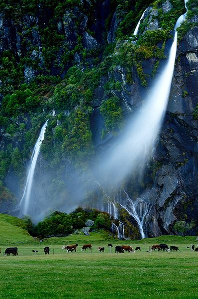 Cattlefalls - New Zealand