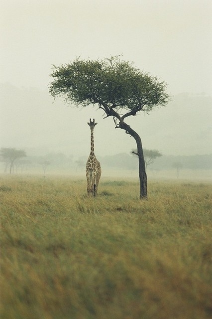 Giraffe,Africa