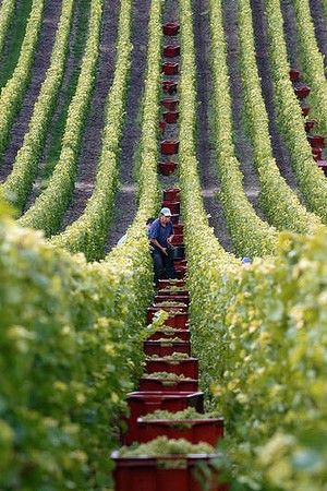 Harvesting, Champagne region, France