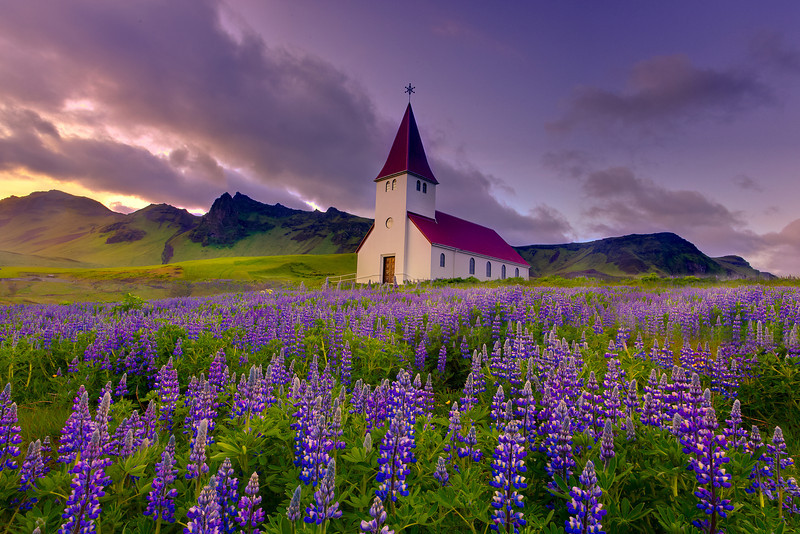 Lupines As Far As The Eye Can See &ndash Vik, Iceland