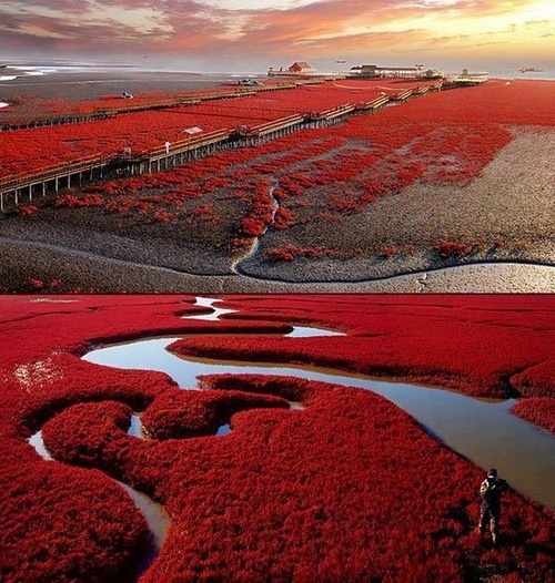 Panjin Red Beach, China
