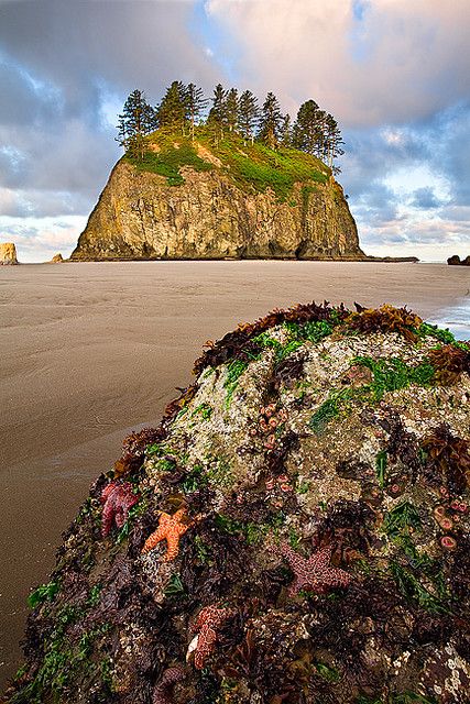 Second Beach, Olympic Peninsula, Washington State, USA