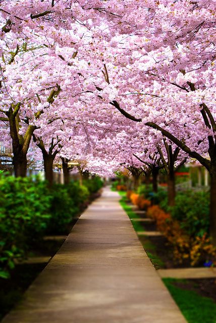 Cherry Blossom, Vancouver