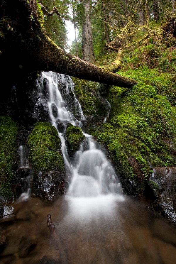 Fern Creek Falls. Redwood National Park.