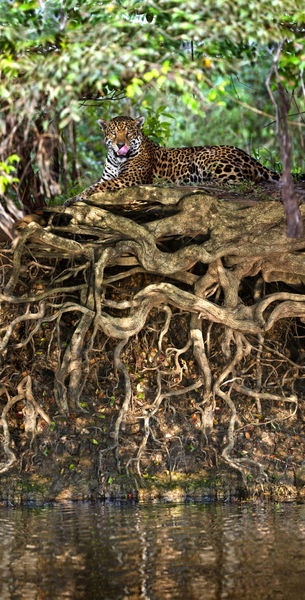 Jaguar resting at the riverside
