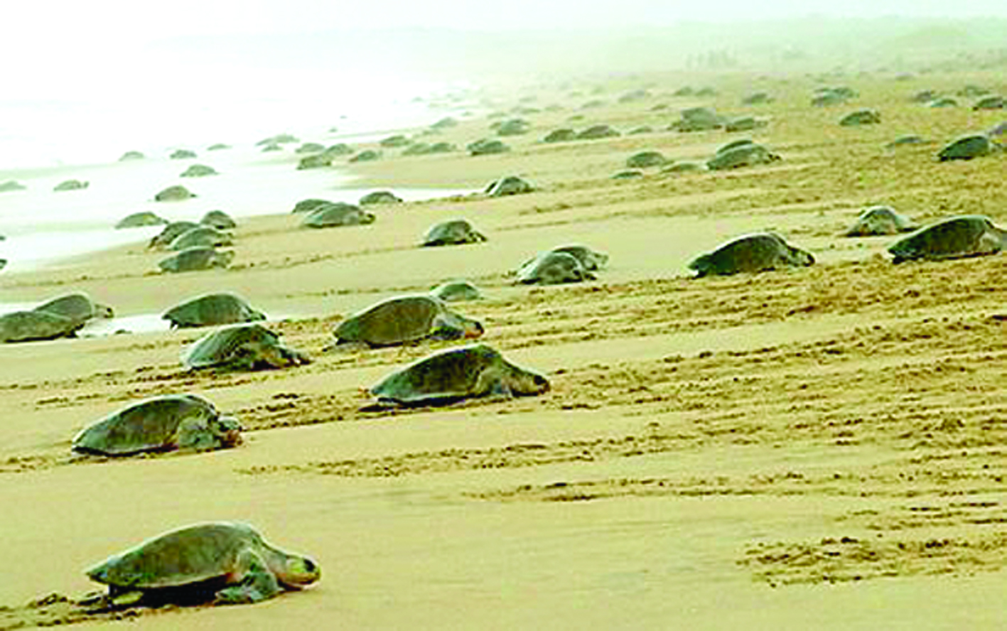 Olive ridley sea turtle, Morjim Beach, Goa