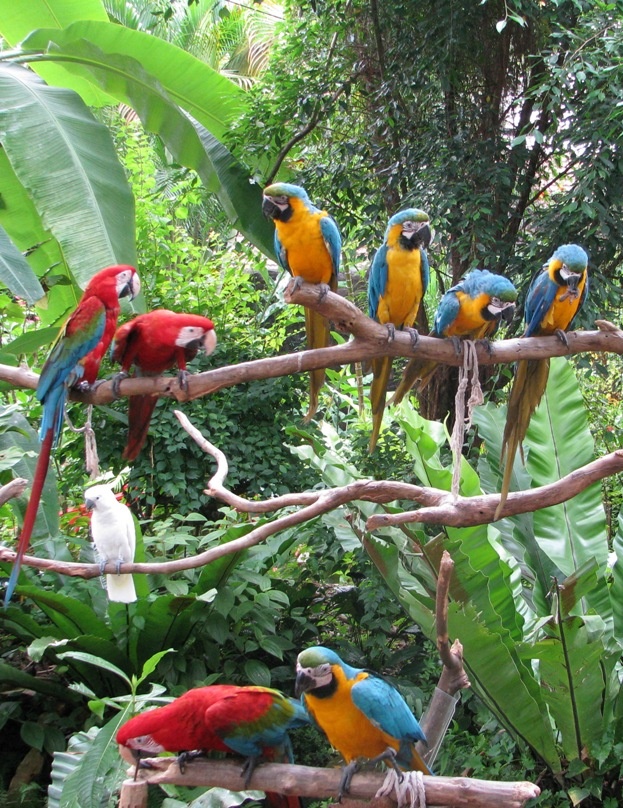 Parrots in Sentosa Island - Singapore.