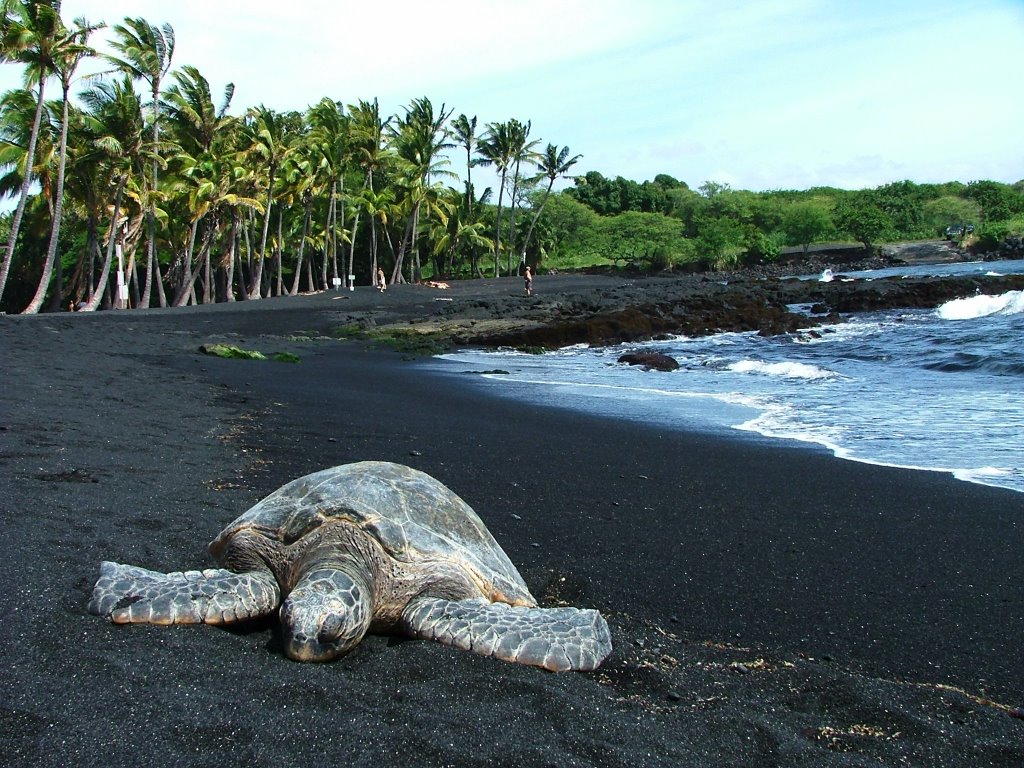Punaluu-Black-Sand-Beach-Hawaii-2