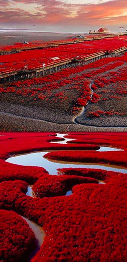 Red beach in Panjin, China on the Marshlands ,Liaohe River