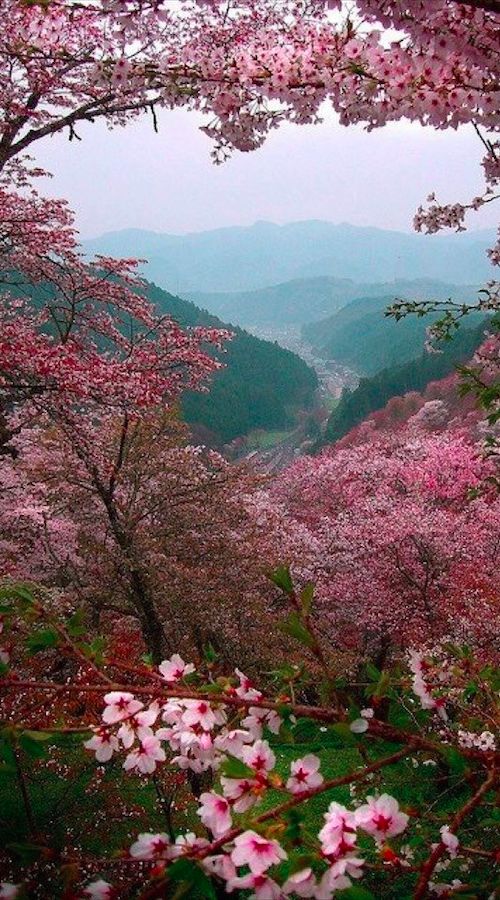 Sakura blossoms overlooking Yoshino, Japan