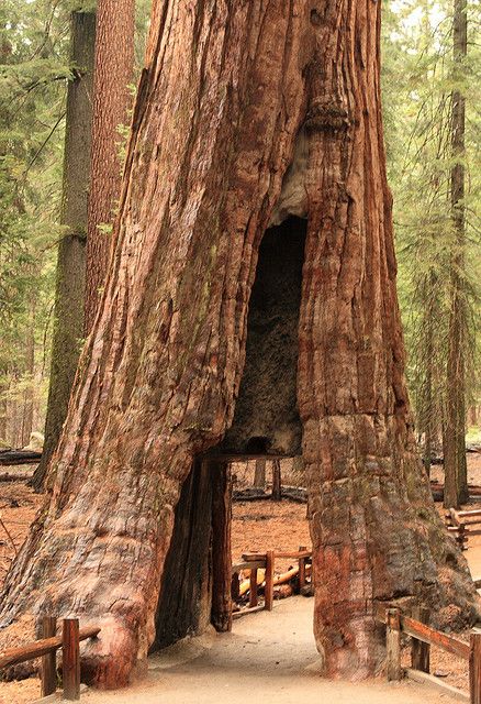 Sequoia Tree at Yosemite National Park, California