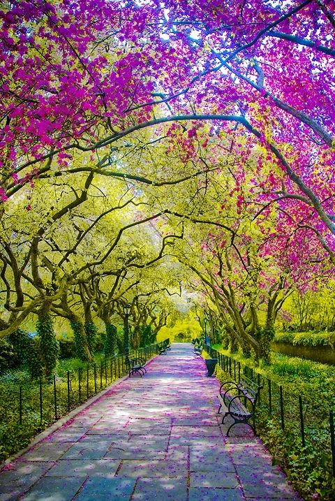 Spring, Central Park