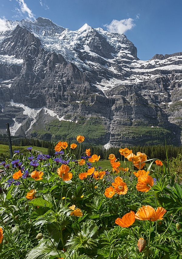 Switzerland flowers&hellip&hellip Wengernalp. Silberhorn in the background.