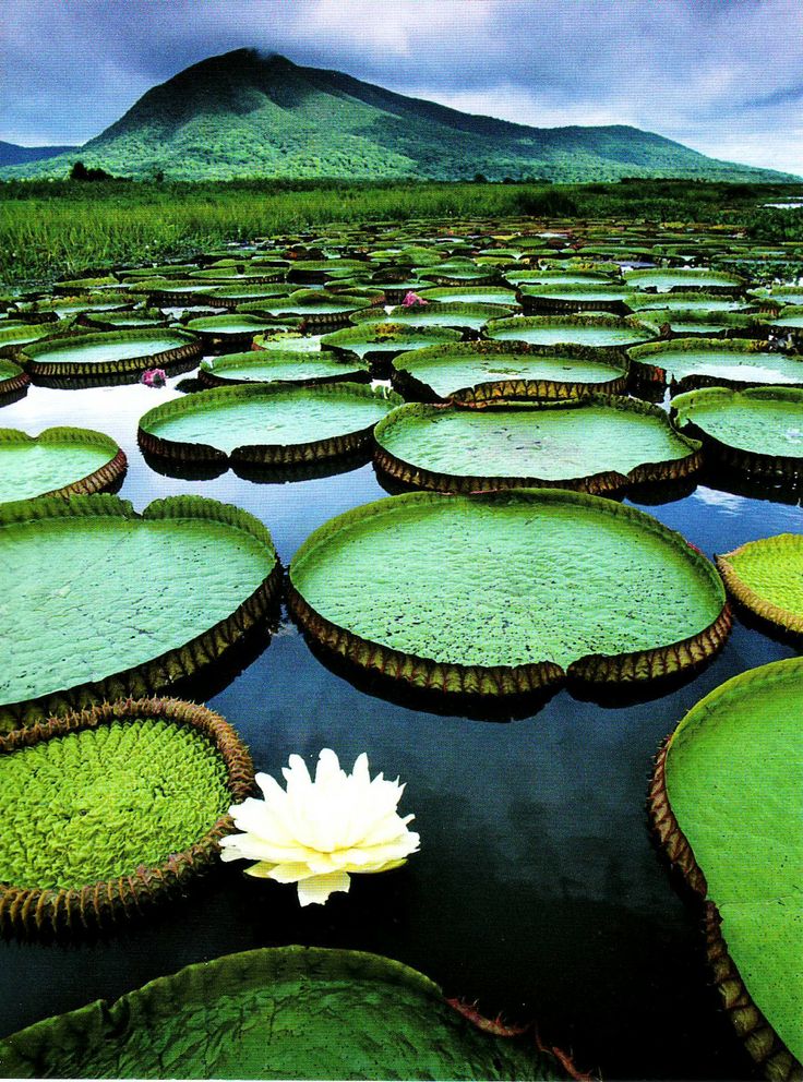 The Pantanal, Brazil.