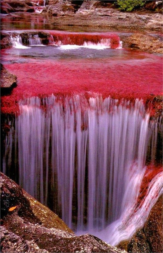 The River of Five Colors ~ Cano Cristales, Colombia