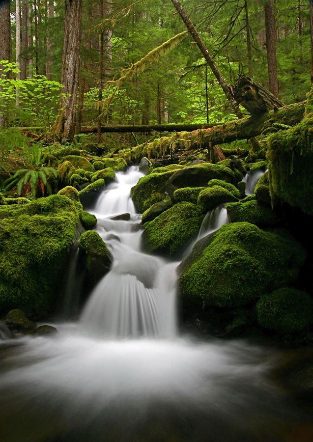 The Sol Duc Valley 1