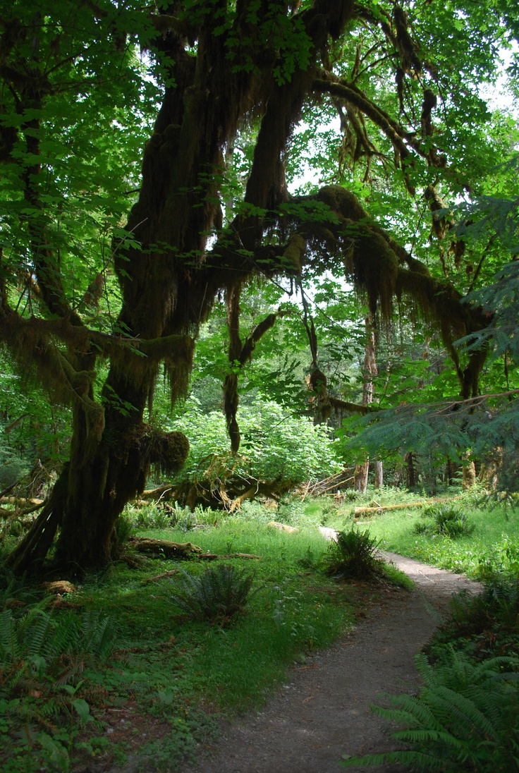 Visiting the Hoh Rain Forest 1