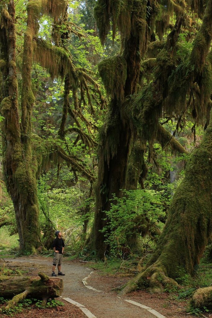 Visiting the Hoh Rain Forest 2
