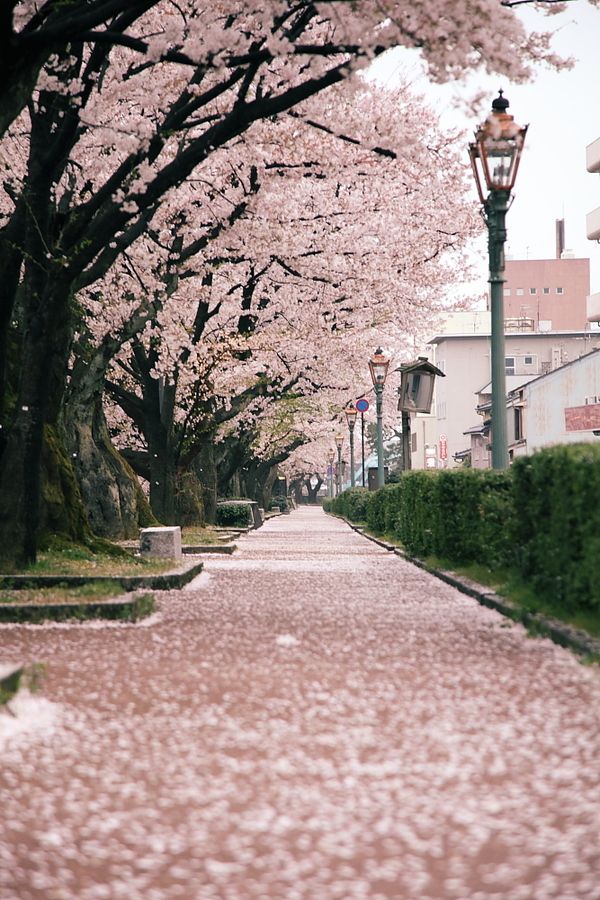 Wonderful Cherry Blossom Season