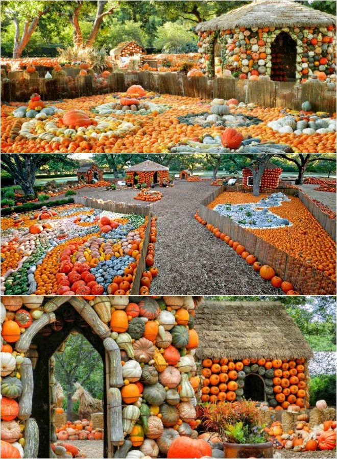 pumpkin village in the Dallas Arboretum