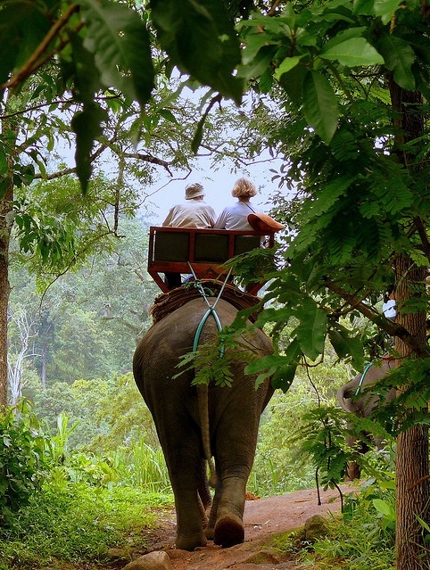 Jungle Trek &ndash Chiang Mai