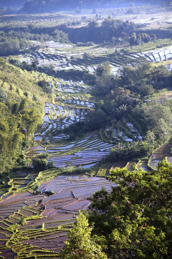 Rice Terraces, Trans-Flores Highway, Flores, Indonesia