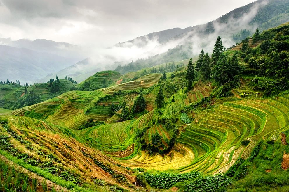 Rice Terraces in Longsheng near Guilin China