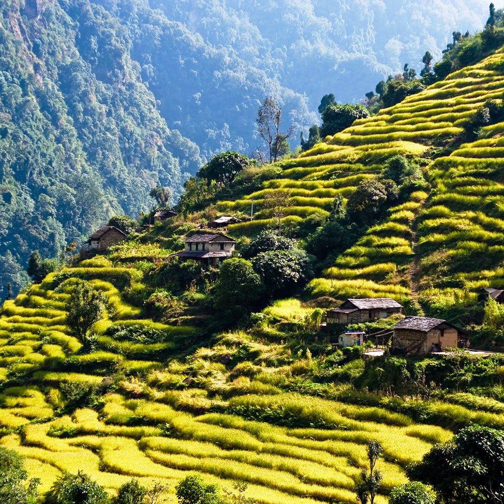Rice terraces While trekking around the Annapurnas
