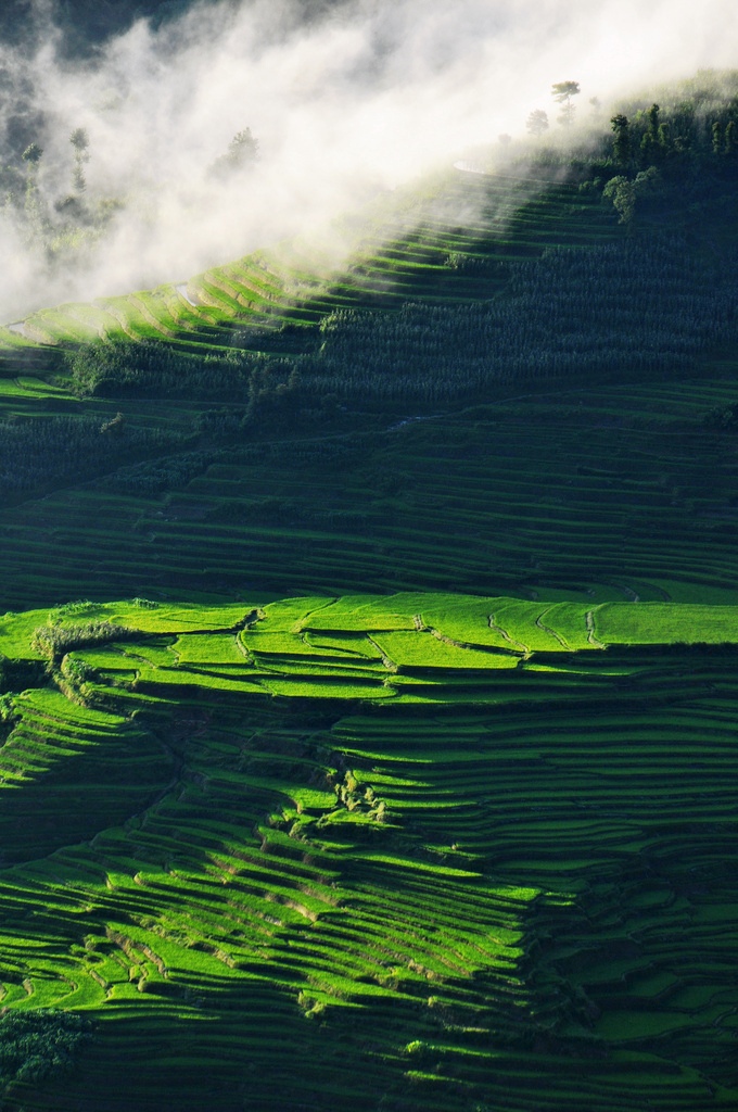 Terrace rice fields Yuanyang