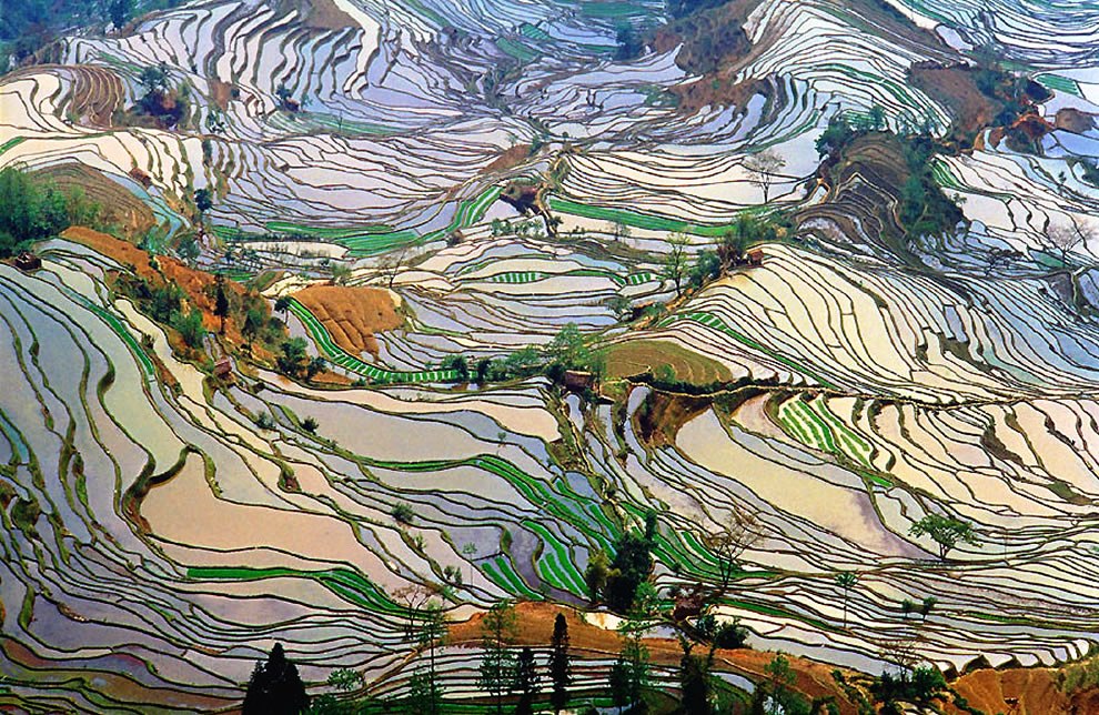 Terrace rice fields in Yunnan Province, China