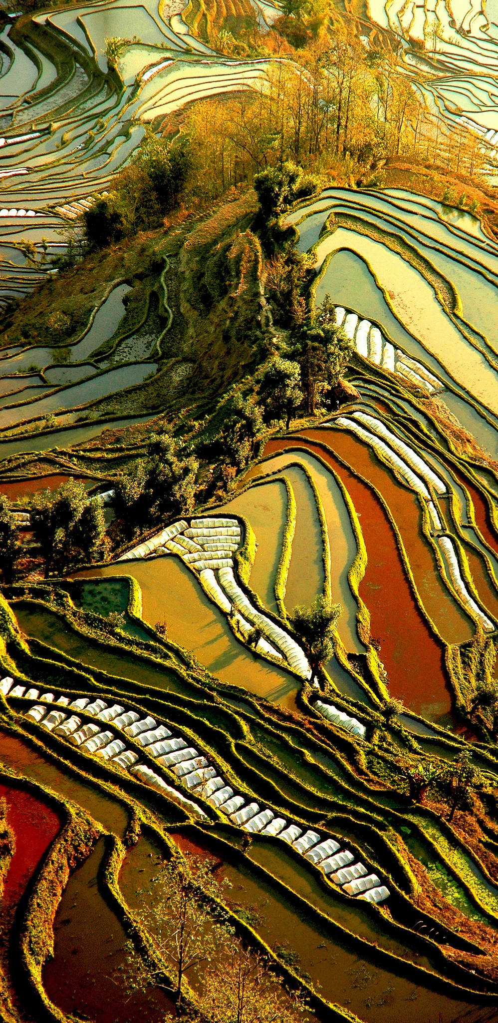 Terraced Rice Fields, Yunnan, China