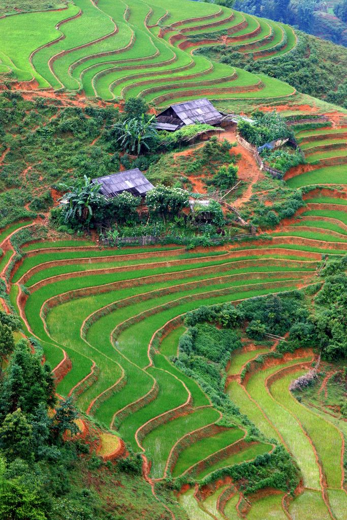 Terraced fields of rice just outside of Sapa, Vietnam