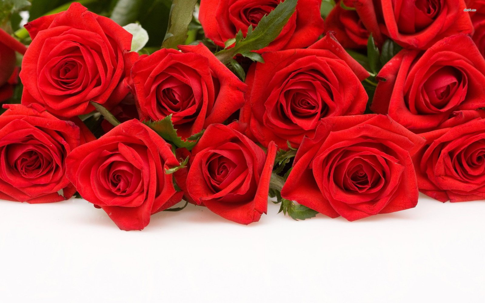 50 Beautiful Red Rose Images To Download – The WoW Style