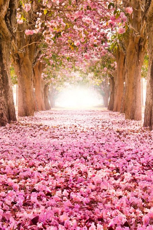 Blossom Path,Unknown Place