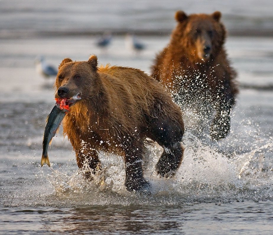 50 Best Wildlife Photography To Get Inspire The Wow Style