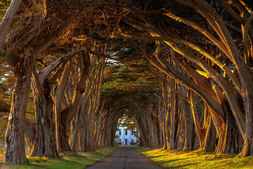 Cypress Tree Tunnel At The Historic Marconi Wireless Station, California