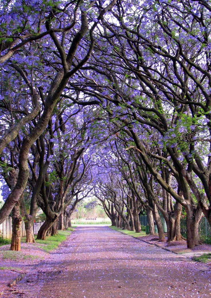 Jacarandas Walk in South Africa