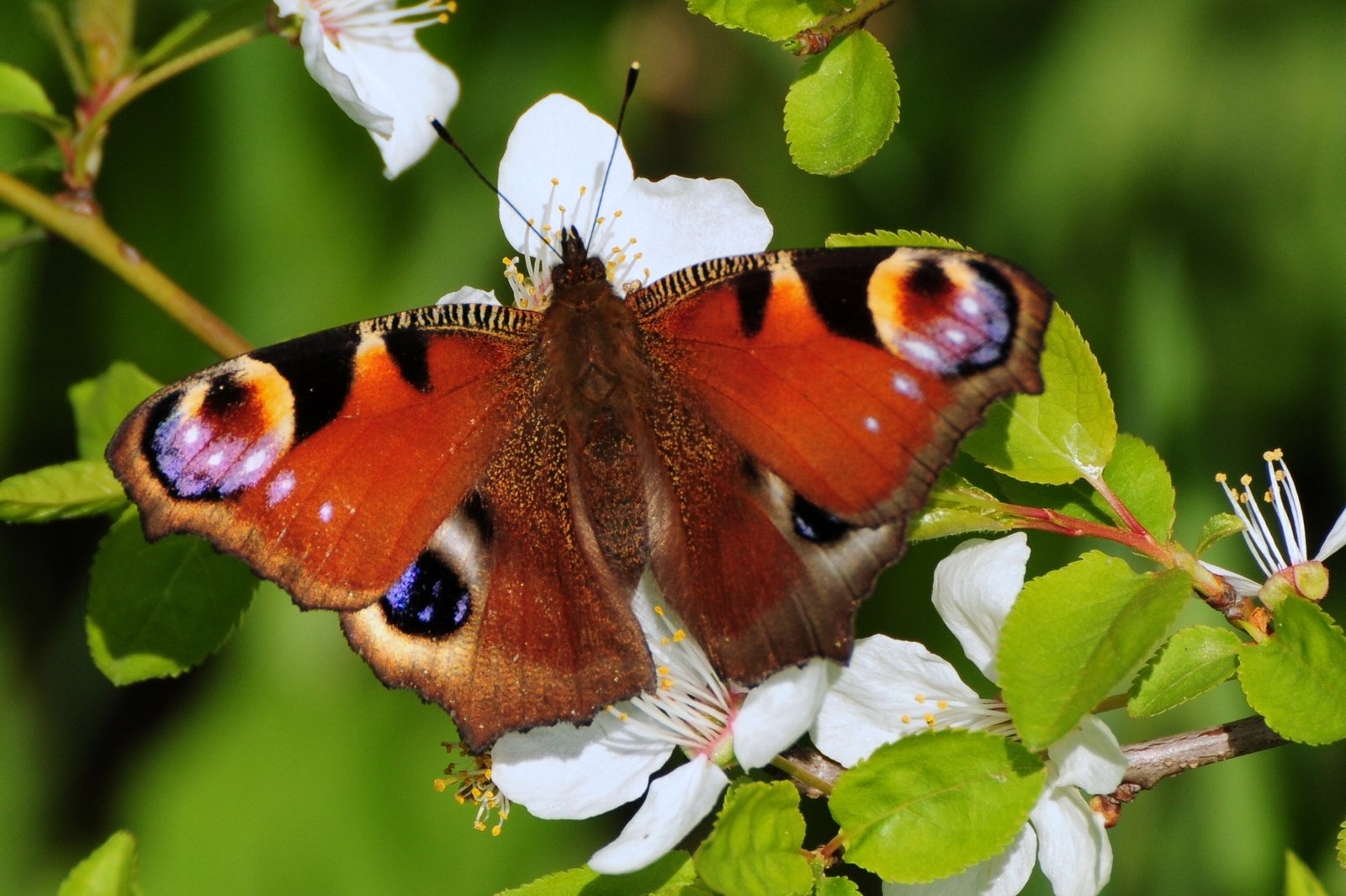 50 Best Wildlife Photography To Get Inspire – The WoW Style