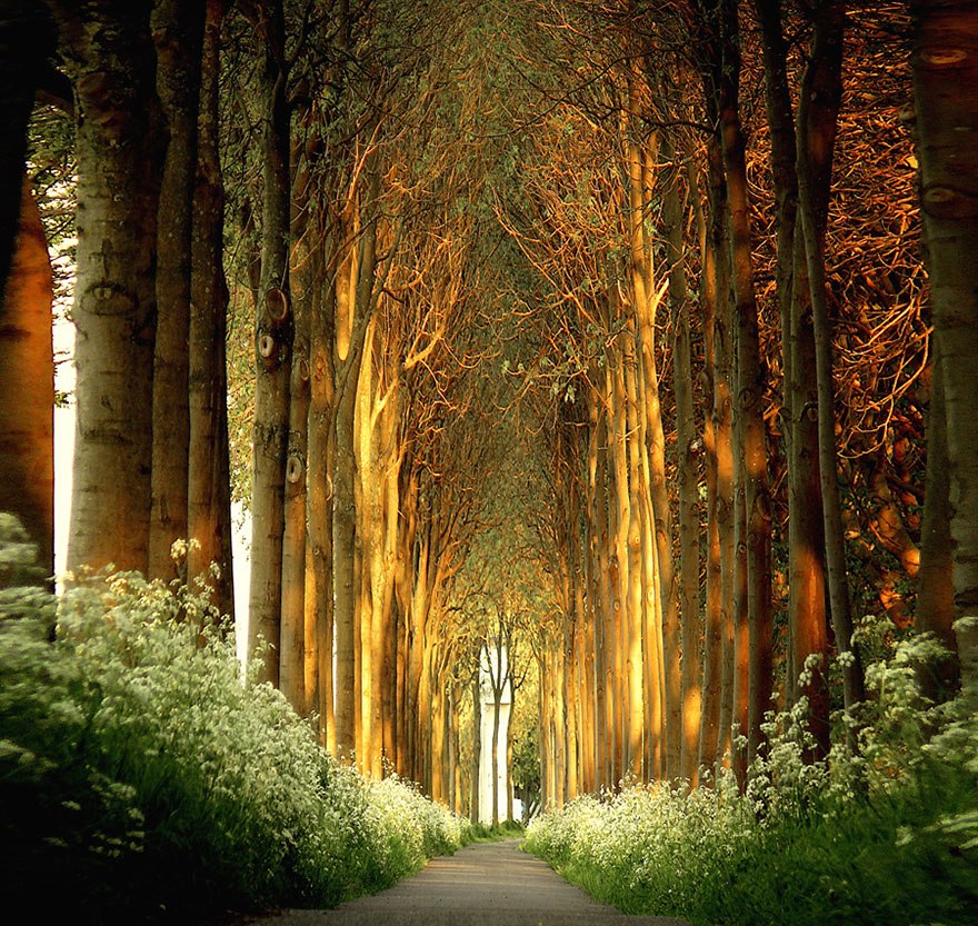 Tree Tunnel in Netherlands