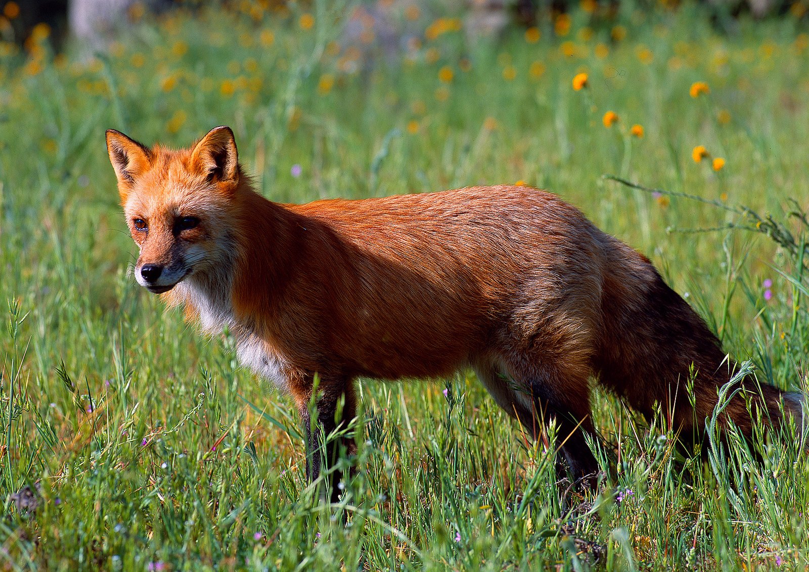 50 Best Wildlife Photography To Get Inspire – The WoW Style