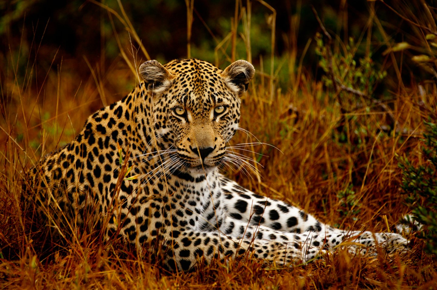 50 Best Wildlife Photography To Get Inspire The WoW Style