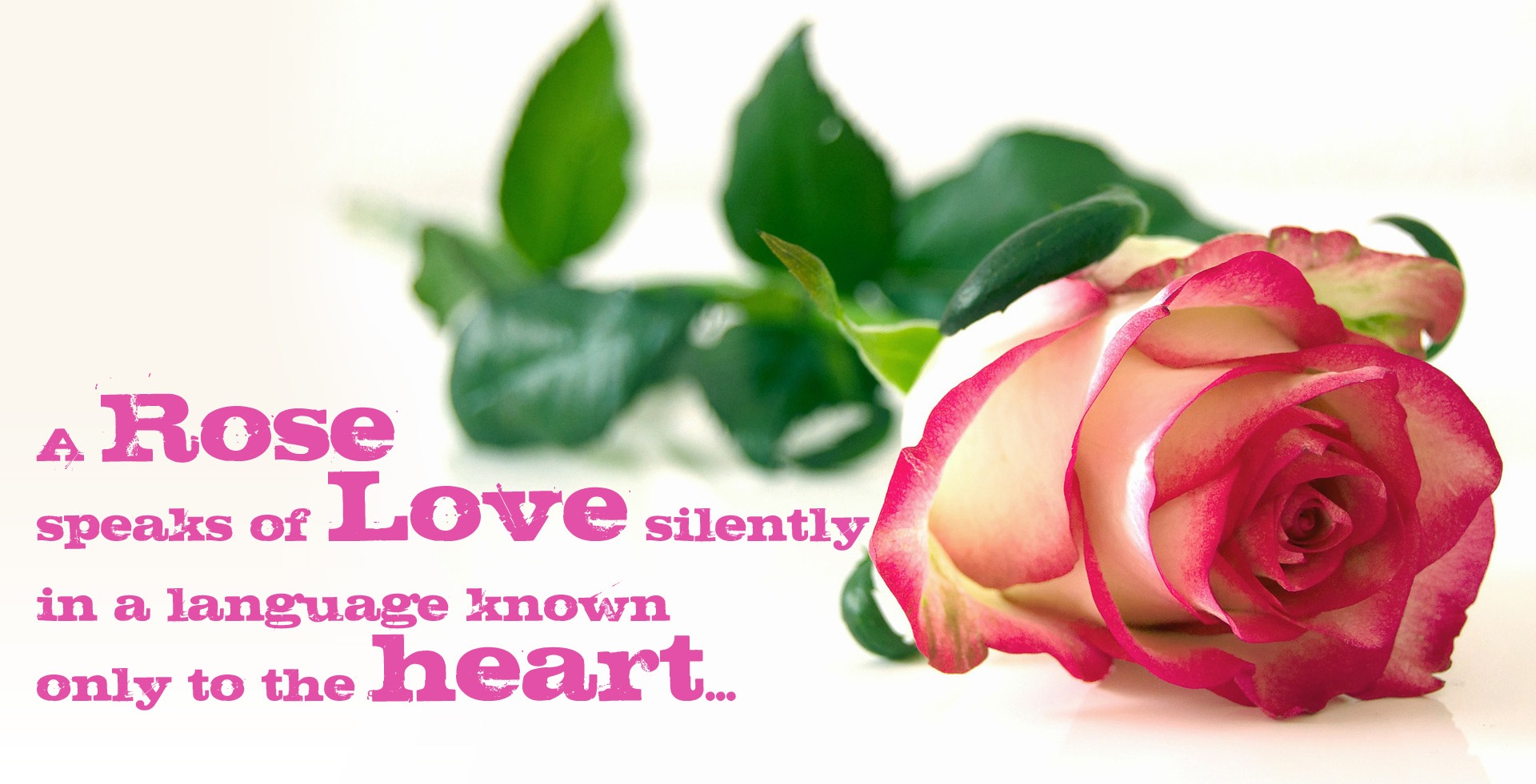 Awesome Love Quotes Hd Wallpapers_rose Love Quotes Hd