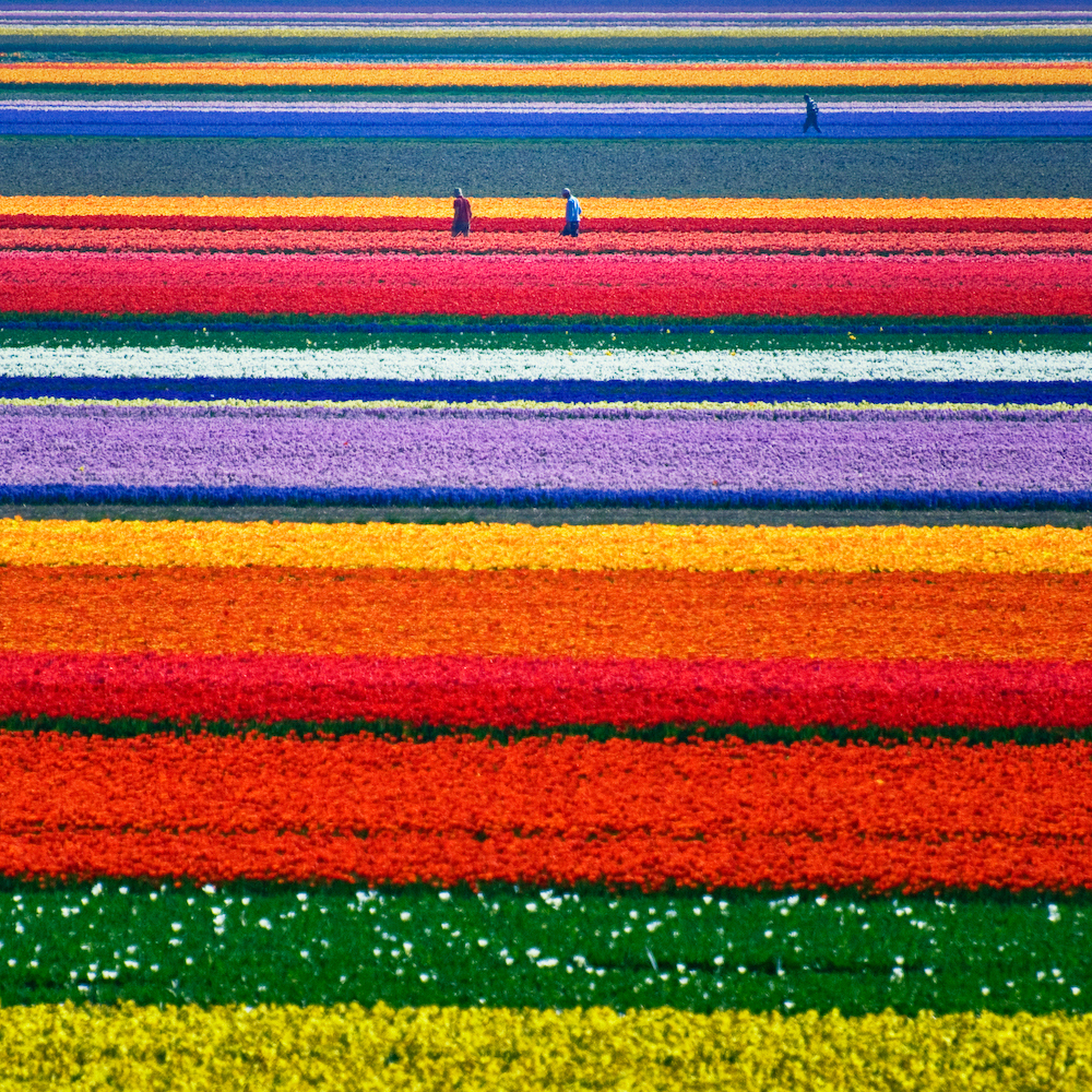 most-beautiful-places-in-the-world-Tulip-fields