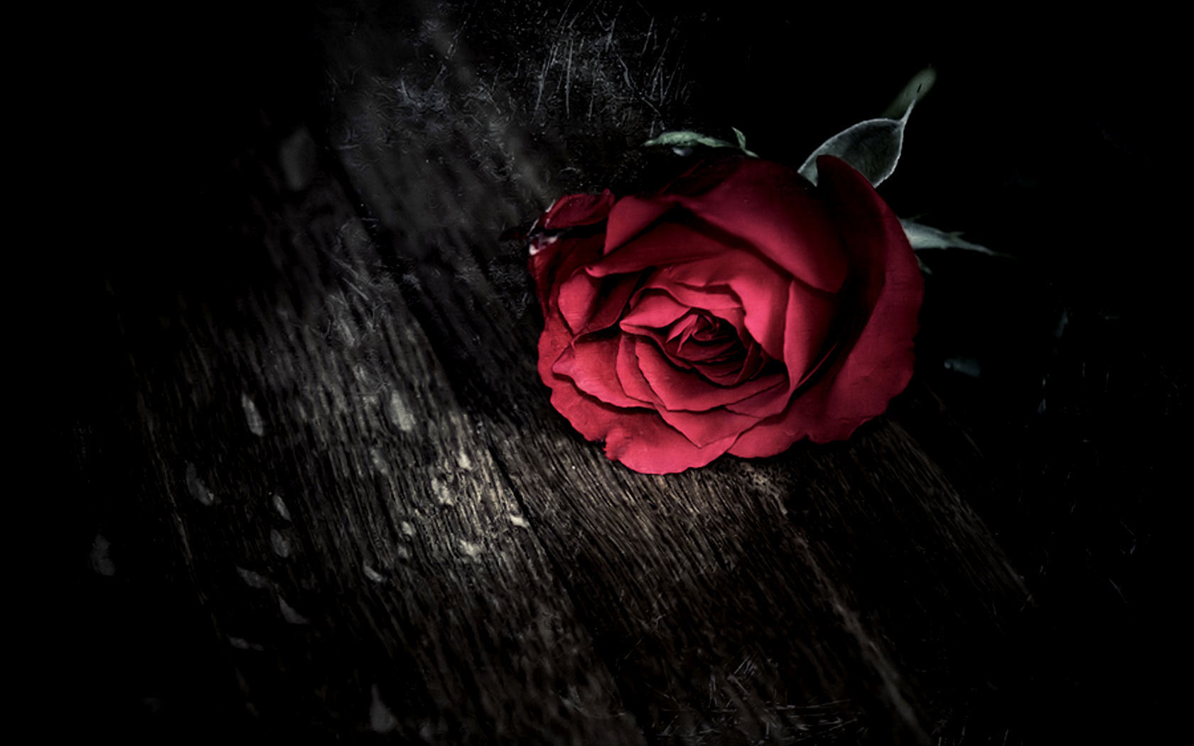 50 Beautiful Red Rose Images To Download – The WoW Style