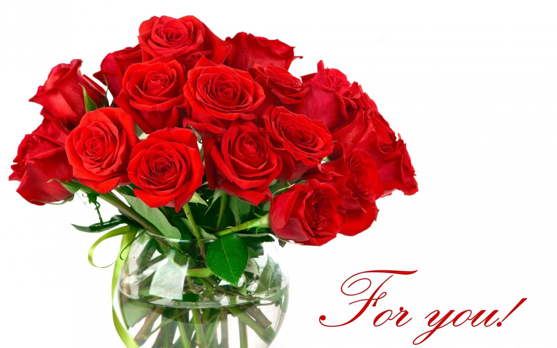 50 Beautiful Red Rose Images To Download – The WoW Style