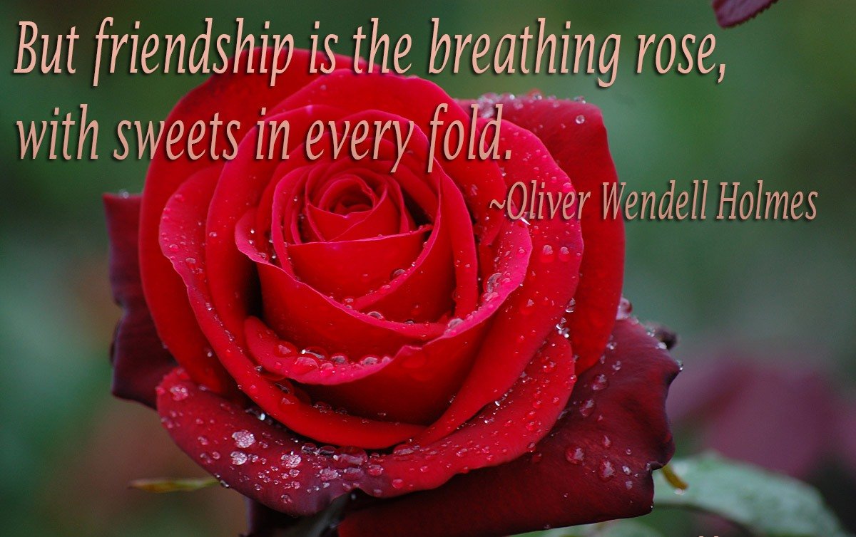 50 Best Rose Quotes To Show Your Love The WoW Style