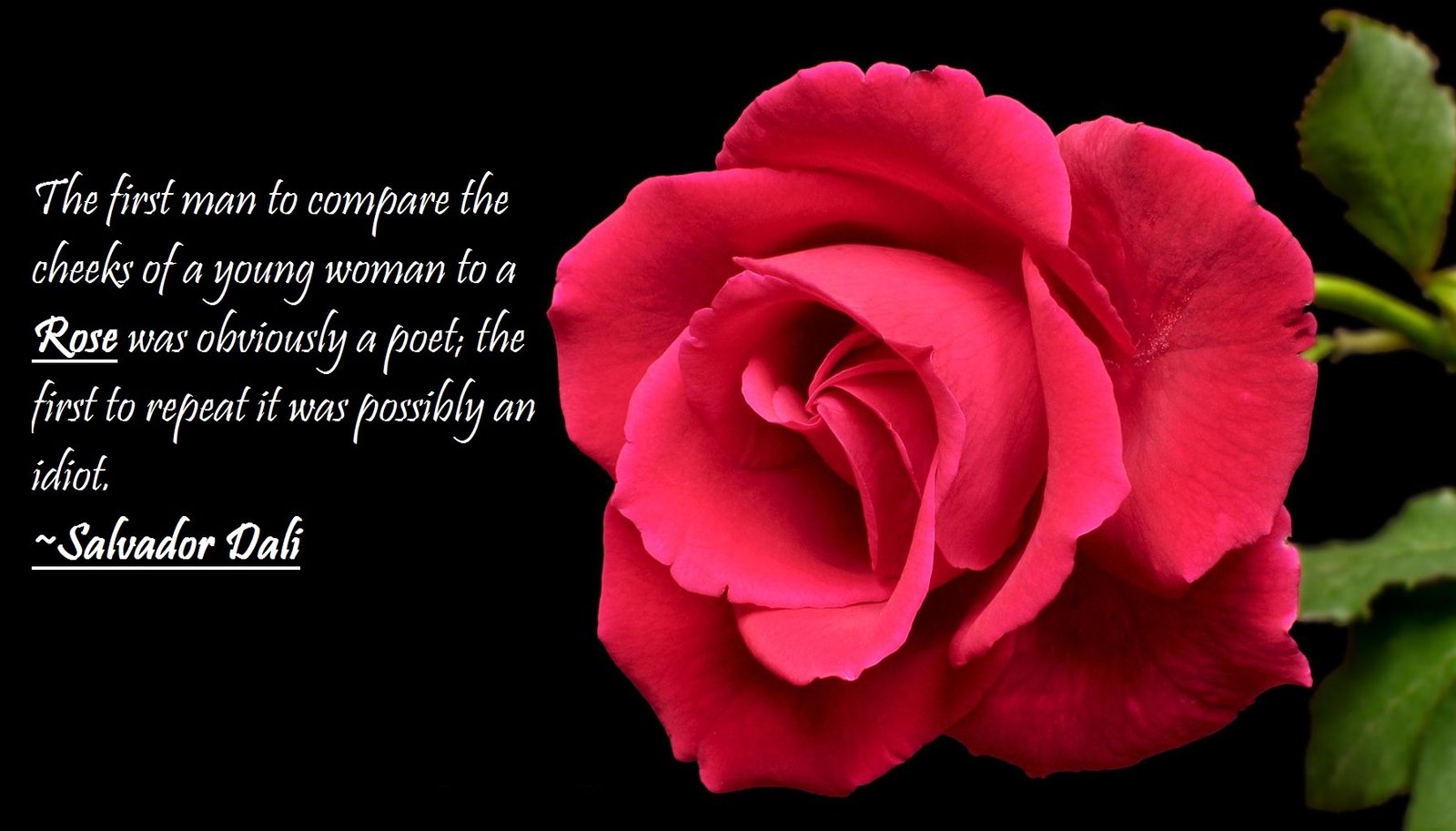 50 Best Rose Quotes To Show Your Love The WoW Style