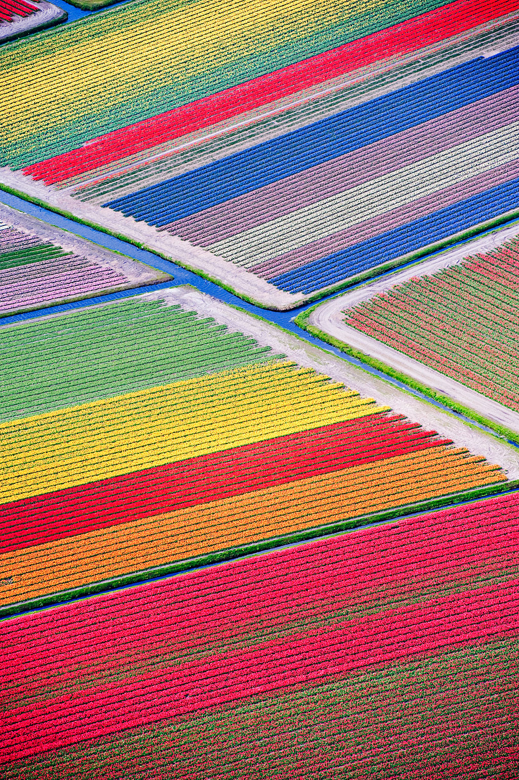 Tulip Fields &ndash Holland, Netherlands