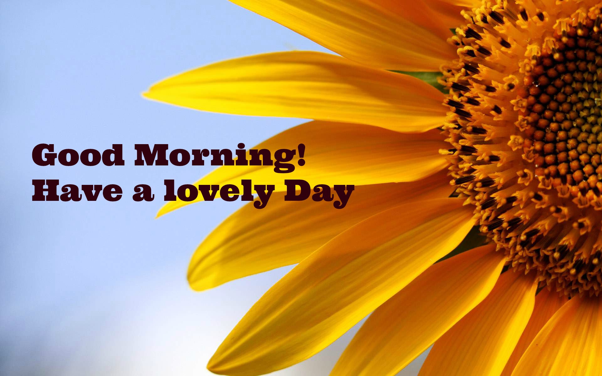 28 Best Good Morning Quotes Wallpaper