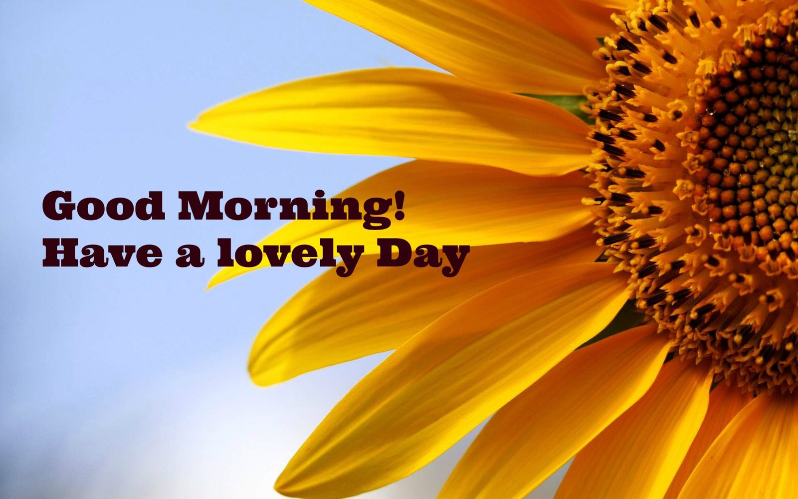 28 Best Good Morning Quotes The WoW Style